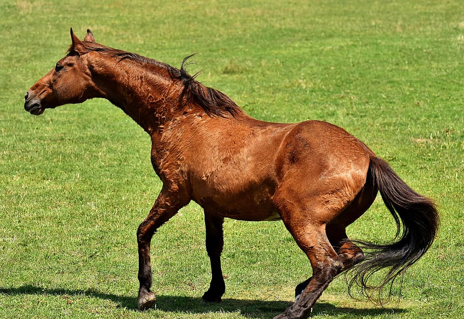 horse, coupling, stand up, left out, play, rolling, meadow HD wallpaper