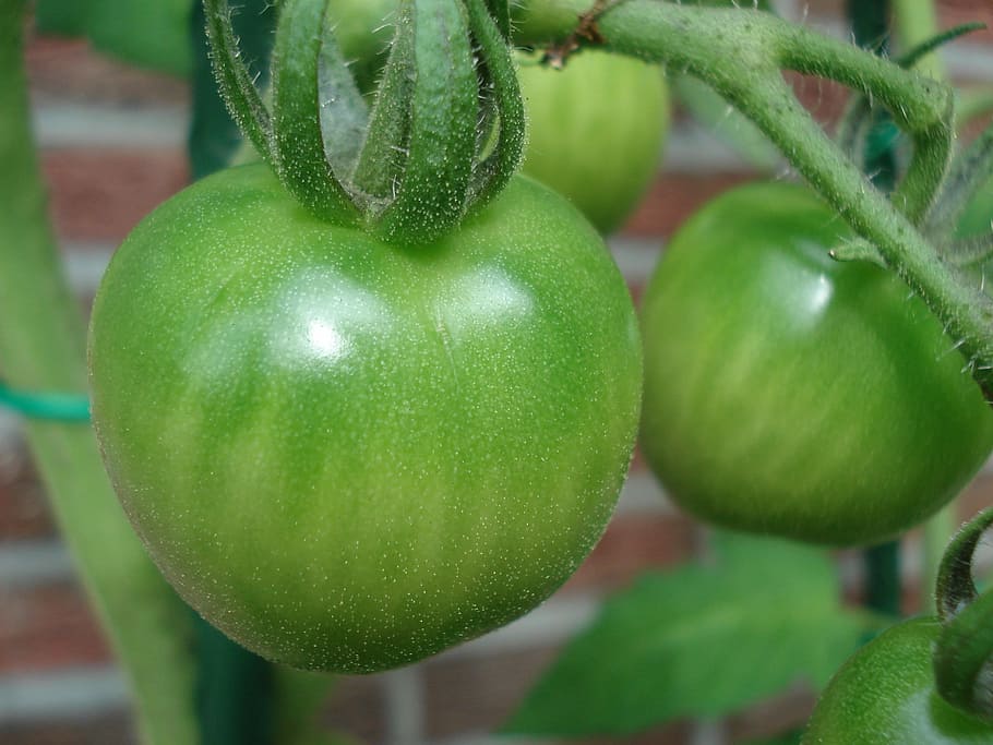 Tomato, Plant, Immaturity, green color, food and drink, fruit HD wallpaper