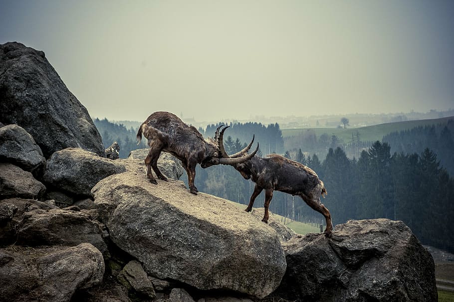 two rams standing on rocks during daytime, capricorn, animal