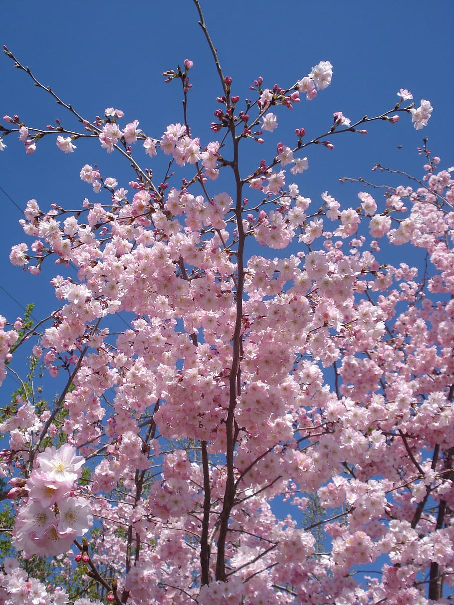 Flowering, Cherry, Cherry, Tree, Sky, spring, cherry blossom HD wallpaper