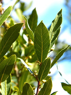 laurel, leaves, tree, spices, leaf, plant part, green color HD wallpaper