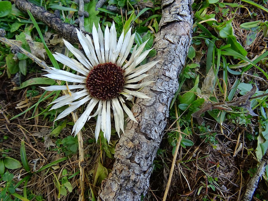 nature, plant, leaf, thistle, growth, tree, day, land, close-up HD wallpaper