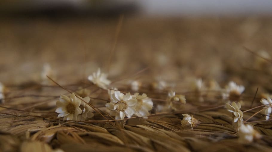 flower, carpet, rustic, selective focus, plant, no people, close-up HD wallpaper