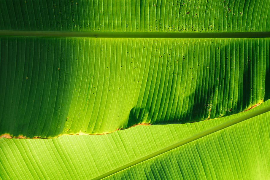 banana leaves, low angle photo of banana leaves, leaf, green