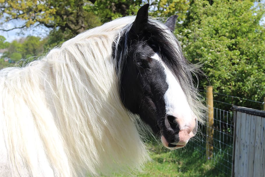 white and black horse standing near tree, shire, otley, show, HD wallpaper