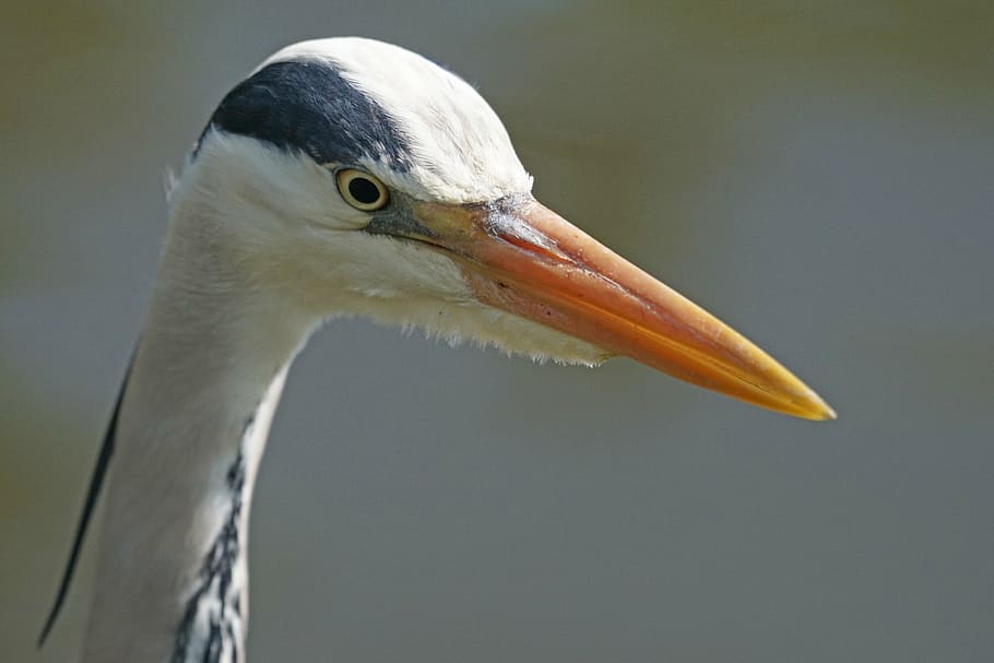 grey heron, eastern, water, bill, creature, hunter, wildlife photography HD wallpaper