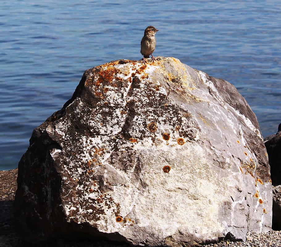 sparrow, sperling, river stone, lake, mood, lake constance HD wallpaper