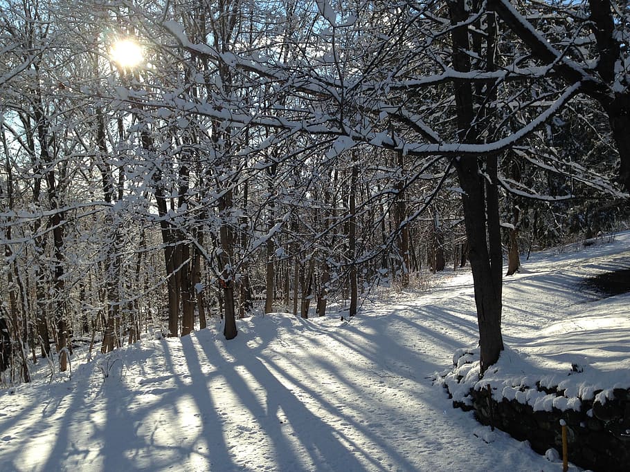 snow, trees, sunlight, branches, winter, cold, nature, season HD wallpaper