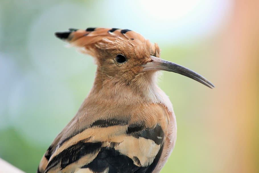 shallow focus photography of brown and black bird, Close, widerhopf HD wallpaper