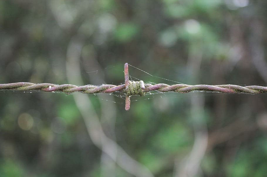 barbed, wire, closing, rusty, iron, nature, barbed Wire, tree HD wallpaper