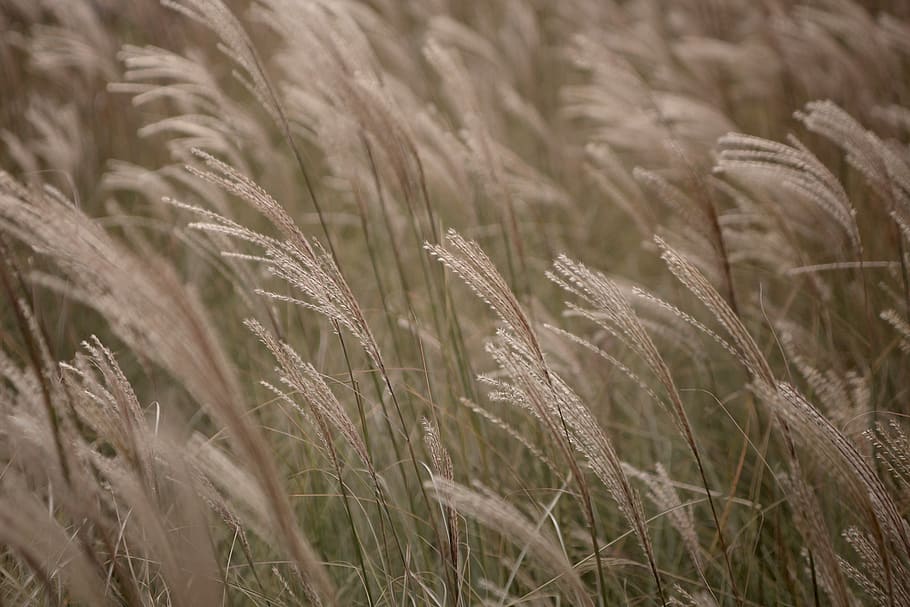 silage, dry, plants, autumn, korea, agriculture, cereal plant HD wallpaper