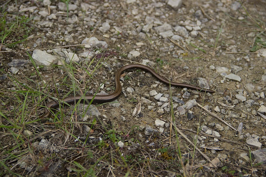 snake, slow worm, natrix, lizard, nature, crawl, animal wildlife HD wallpaper