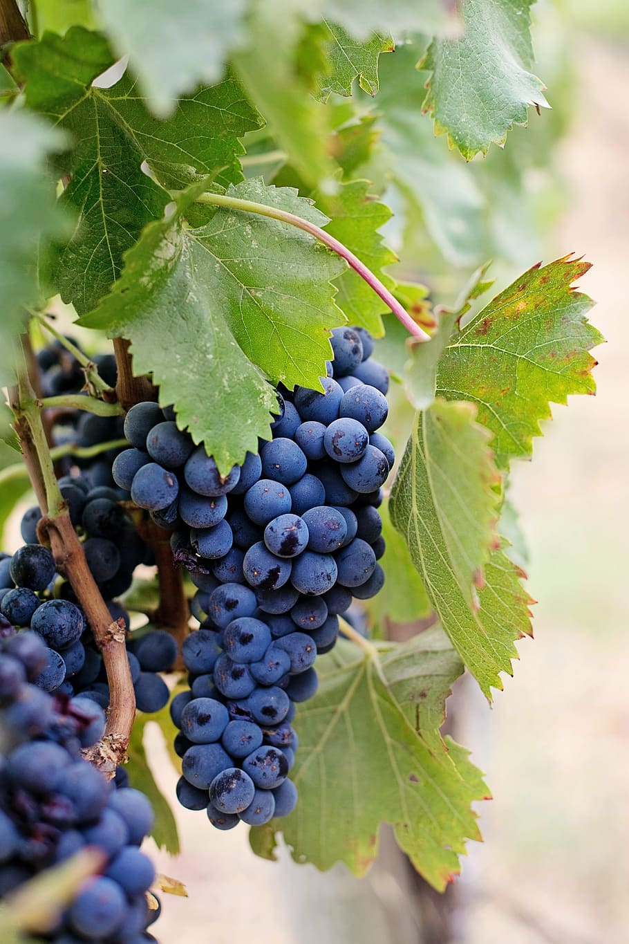 focus photography of purple grapes, wine grapes, napa, fruit, HD wallpaper