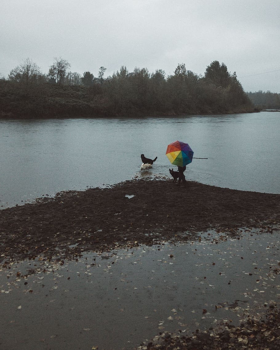 rainbow, umbrella, people, alone, man, dog, river, ocean, sea HD wallpaper
