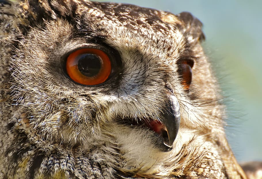 closeup photo of owl, bird, feather, eagle owl, animals, wild bird HD wallpaper