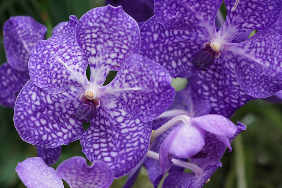 close-up photo of purple orchid at daytime, flower, nature, blossom, HD wallpaper