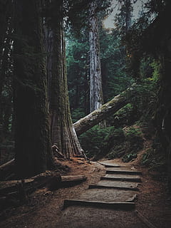 forest trees with pathway, pathway near fallen brown tree log between tall trees during daytime photo HD wallpaper
