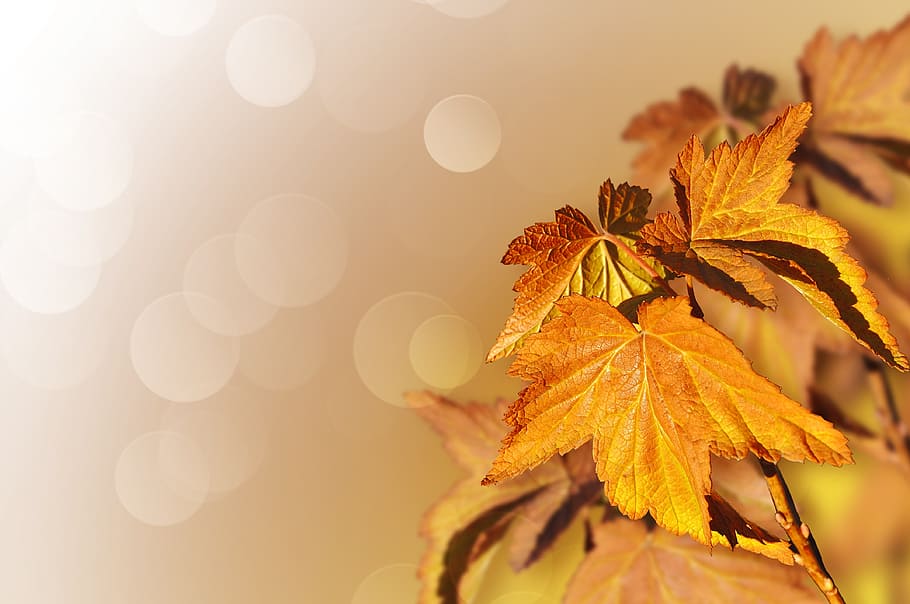 bokeh photo of brown palmate leaves, maple, tree, autumn, fall HD wallpaper