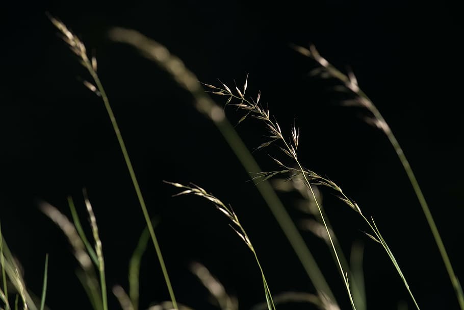 grasses, seeds, nature, close, green, grass ear, plant, twilight, HD wallpaper