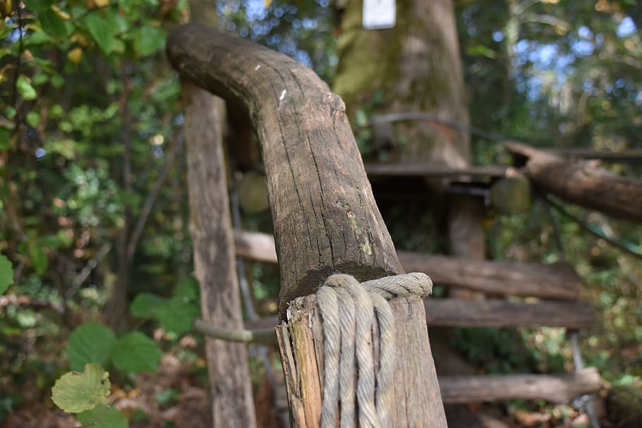 branches, ramp, nature, tree, wood - material, forest, plant HD wallpaper