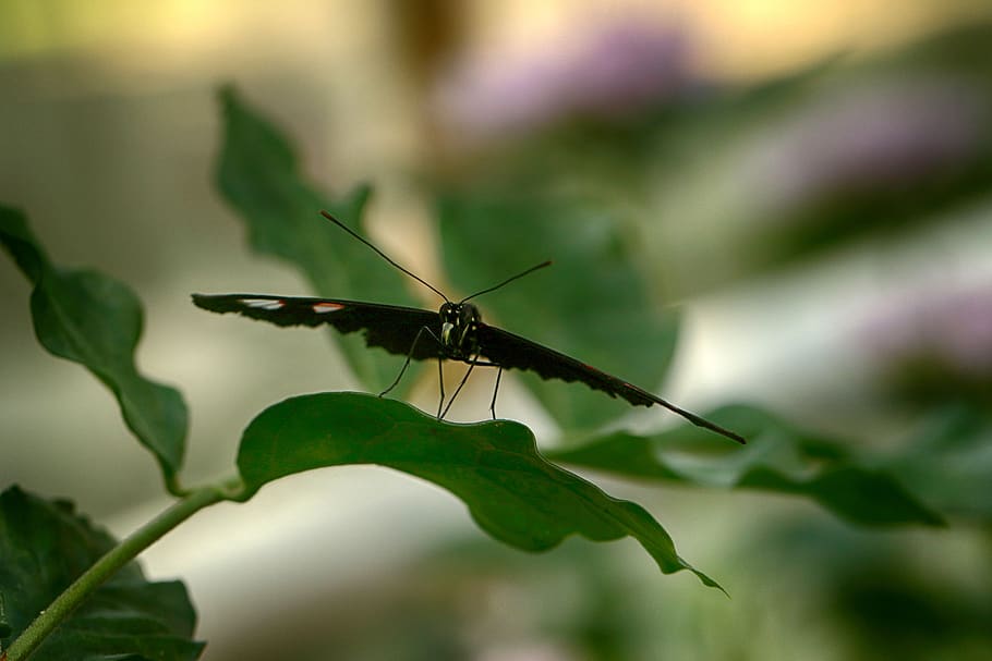 butterfly, tropical, insect, invertebrate, animal, animal themes HD wallpaper