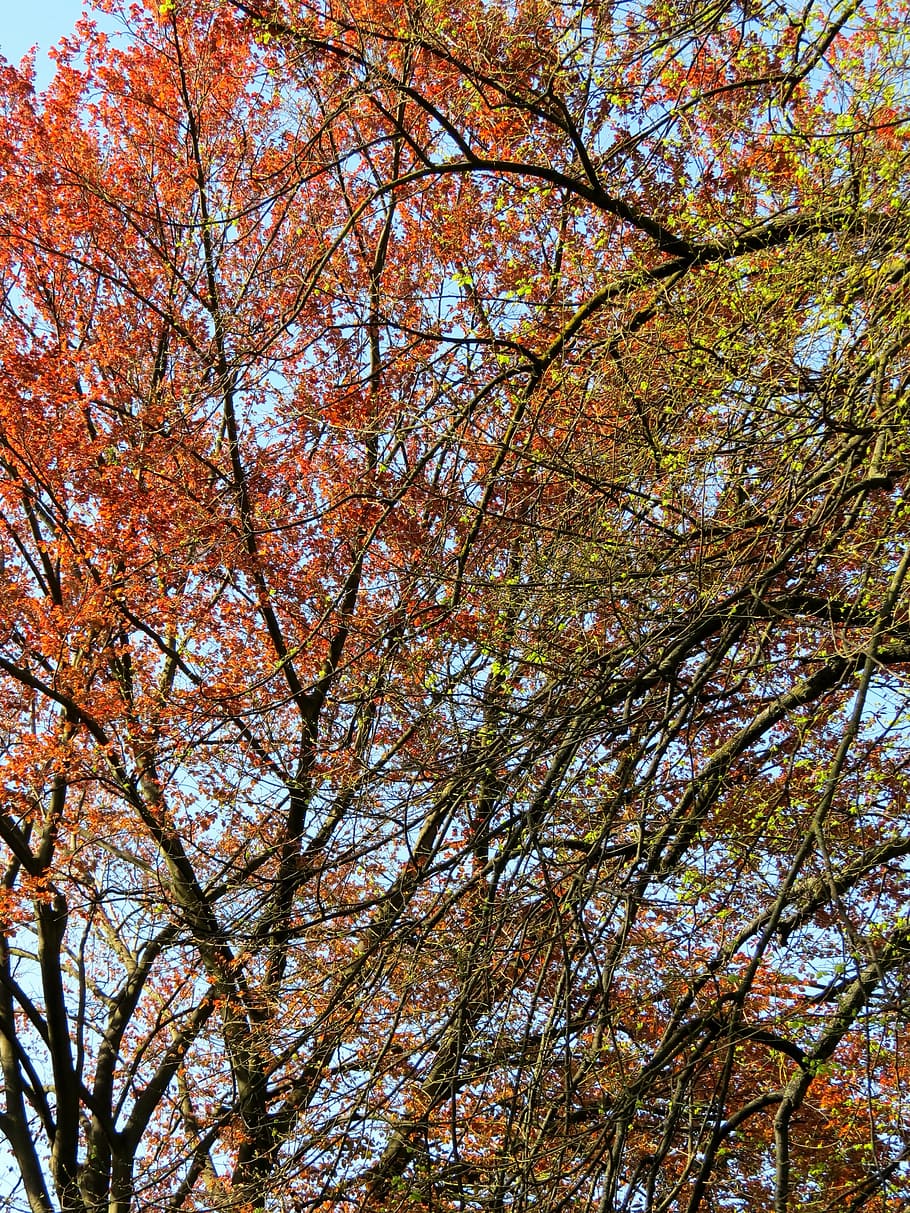 trees, green, nature, forest, leaves, flying, autumn, plant HD wallpaper