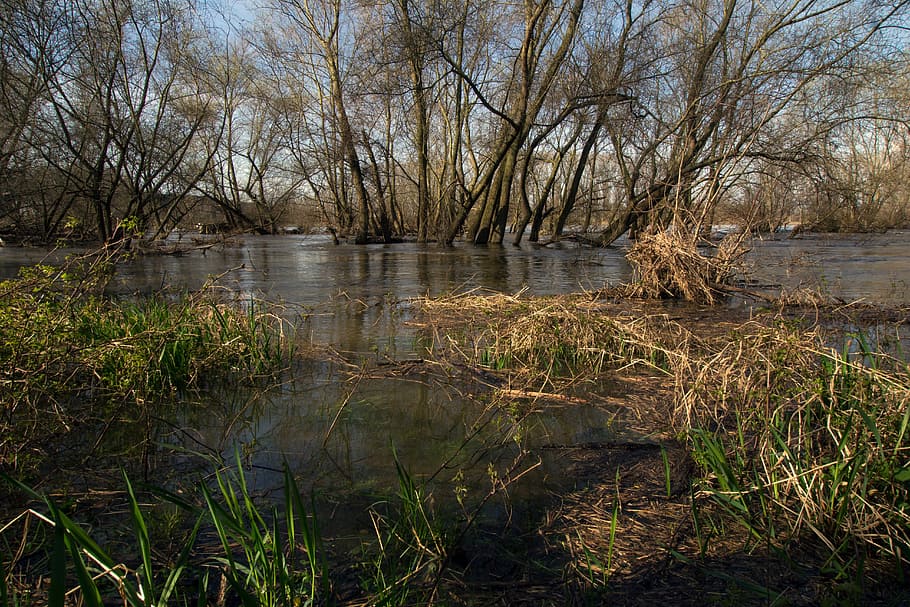 Rhine, River, Floodplain, High Water, river floodplain, spring HD wallpaper