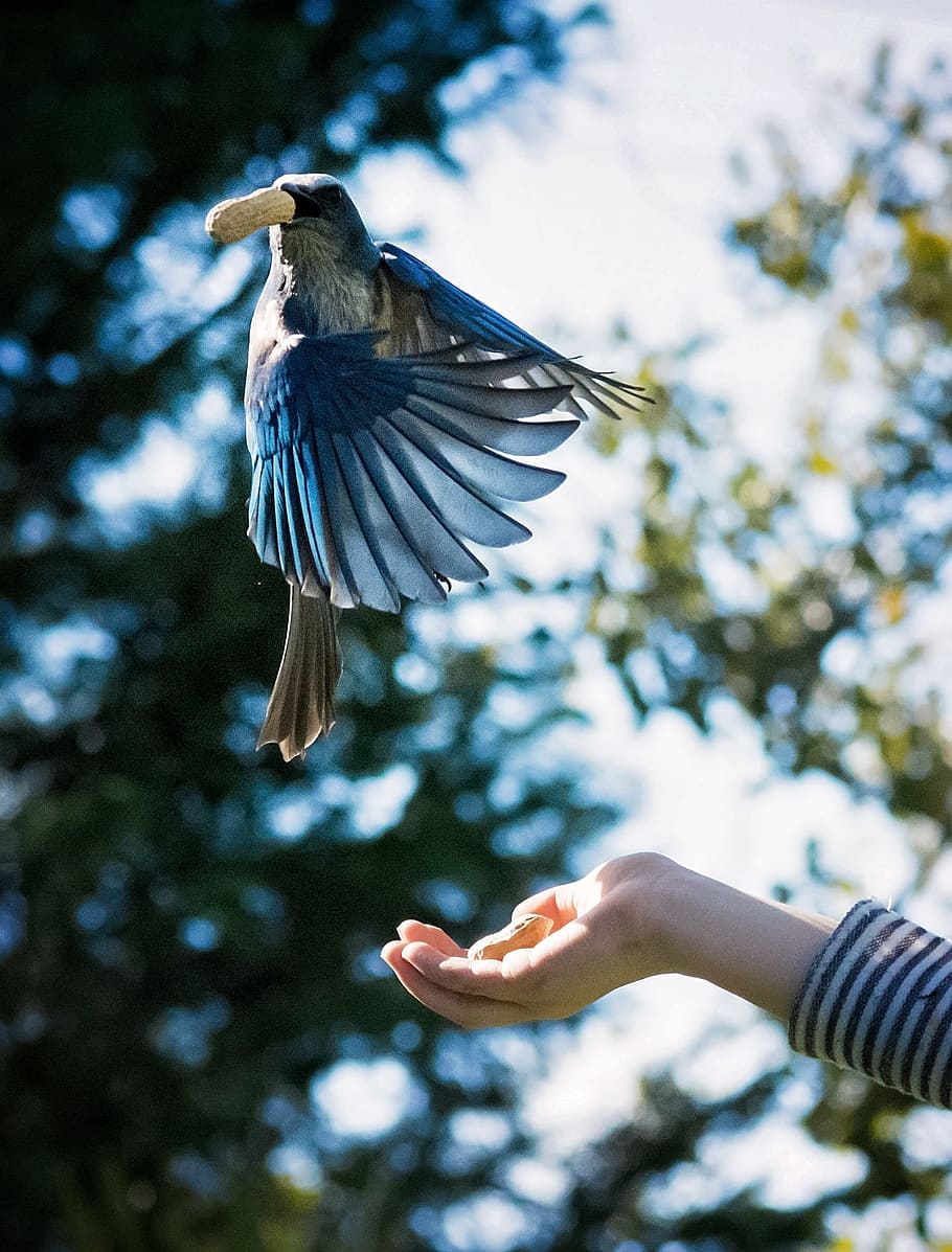 blue, jay, bird, human hand, animals in the wild, animal wildlife HD wallpaper