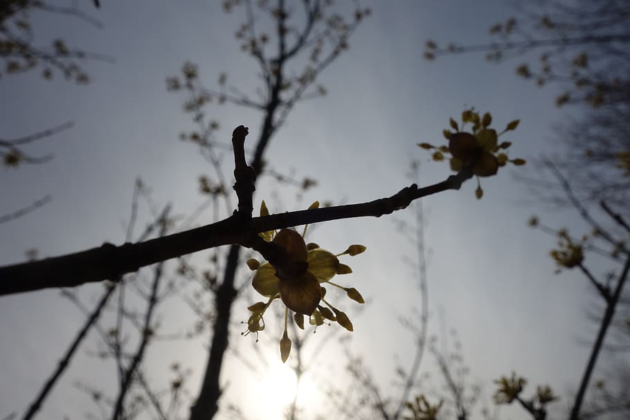 light, cherry blossom, life, plant, flower, tree, flowering plant HD wallpaper