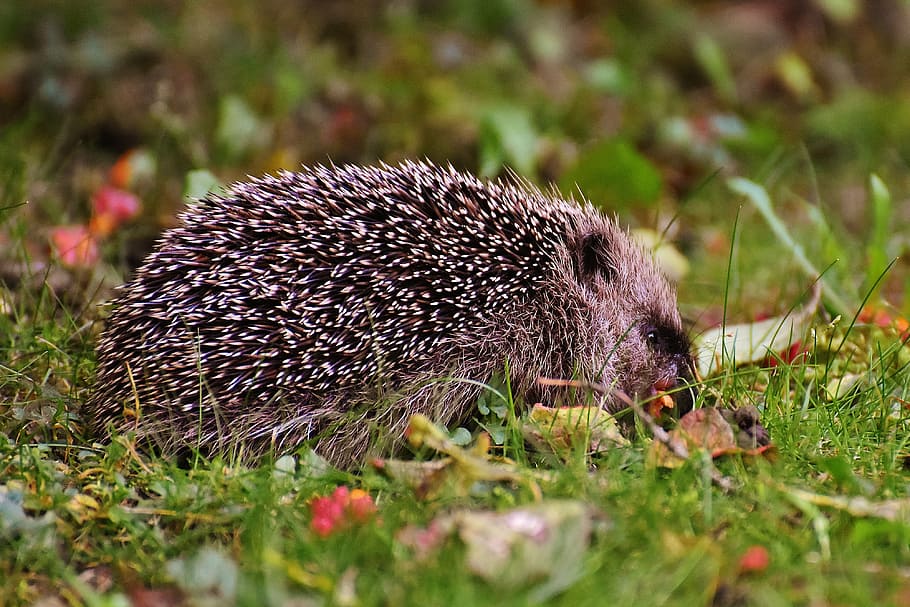 hedgehog child, young hedgehog, animal, spur, nature, garden, HD wallpaper