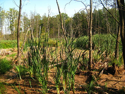 swamp, tree, marsh, green, forest, environment, plant, nature HD wallpaper
