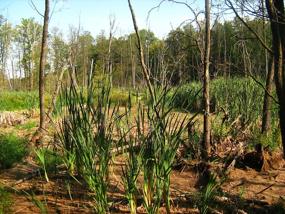 swamp, tree, marsh, green, forest, environment, plant, nature HD wallpaper