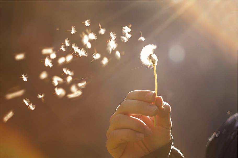 person holding a white dandelion flower, sunshine, human Hand HD wallpaper