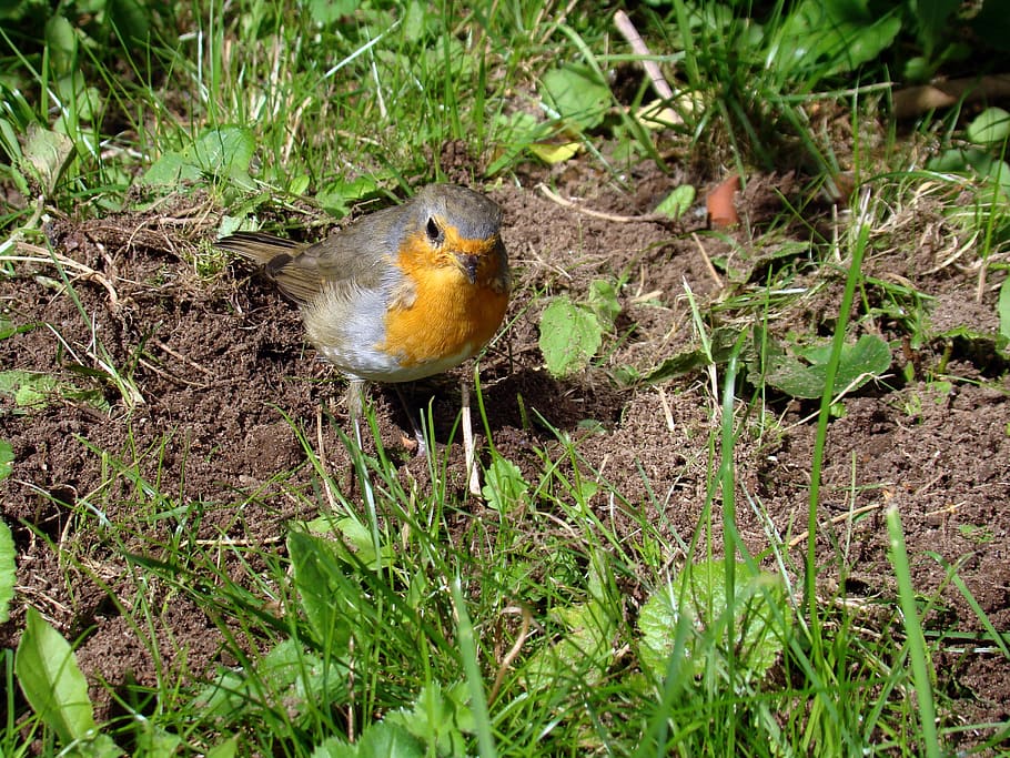 bird, robins, small birds, animal themes, animal wildlife, vertebrate HD wallpaper