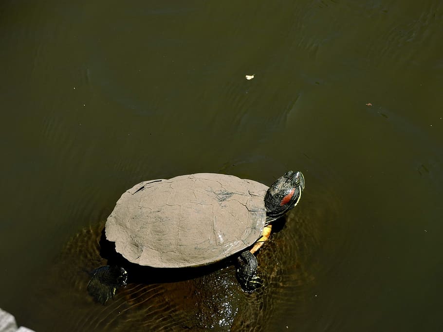 Turtle, Water, Muddy, muddy turtle, one animal, swimming, reflection HD wallpaper