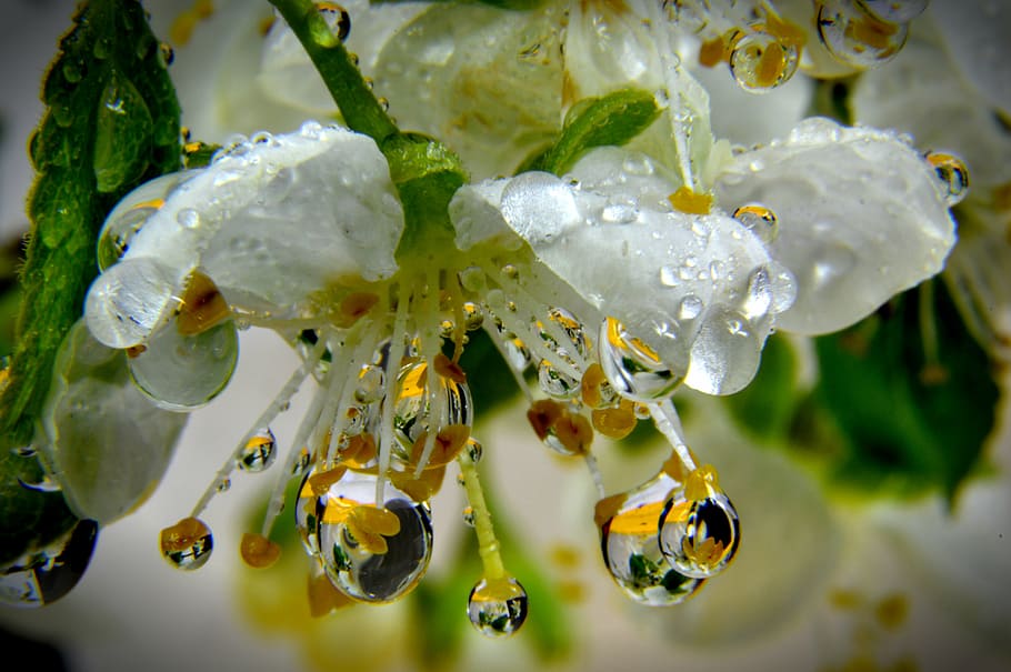 white flowers with water drops, blooms, nature, plant, spring, HD wallpaper