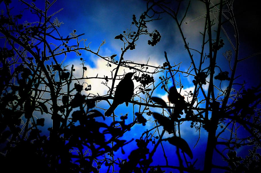 Bird, Animal, Light, Effects, Blue, Sky, clouds, nature, branches HD wallpaper