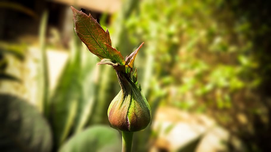 rose, buds, close up, green, plant, close-up, growth, plant part HD wallpaper