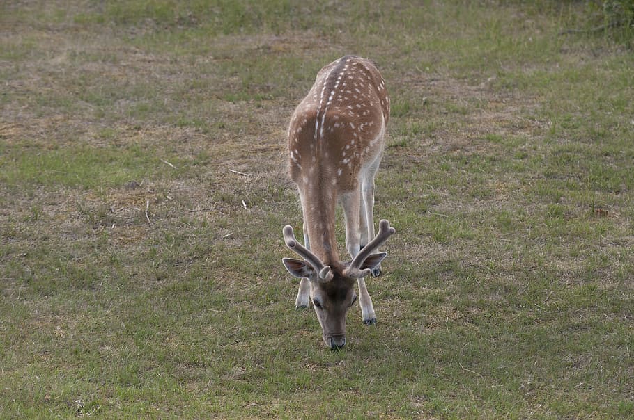Deer, Antlers, Browser, Nature, Dune, animal, wildlife, animals In The Wild HD wallpaper