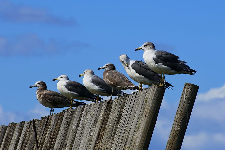 seagulls perching on wood under clear calm sky, animal, cloud HD wallpaper