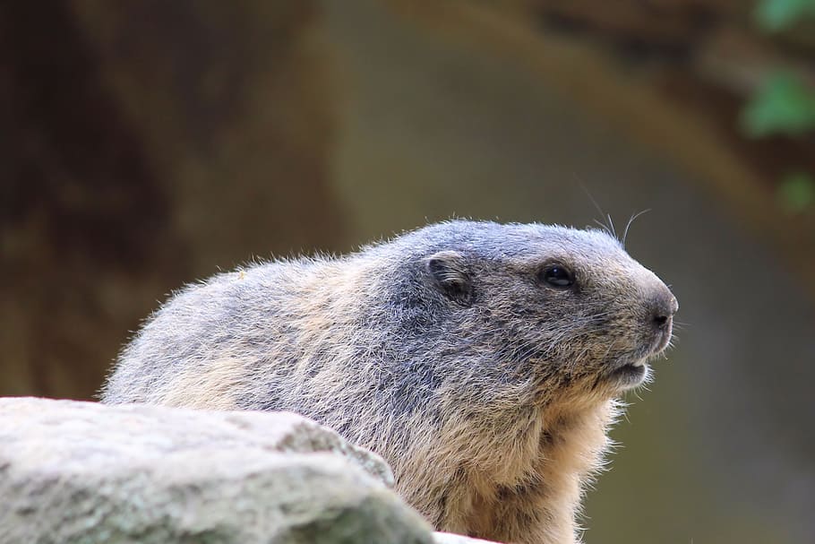 Marmot, Rodent, Zoo, Berlin, one animal, animals in the wild