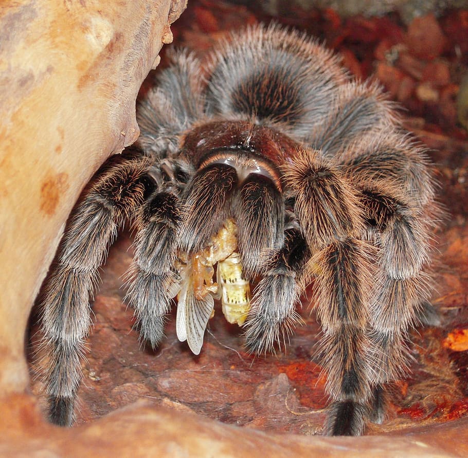 tarantula, insect, spider, nature, animal themes, one animal HD wallpaper