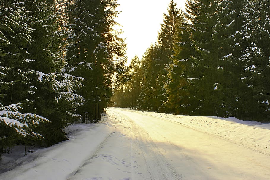 Way, Winter, Snow, Forest, Tree, cold temperature, nature, weather HD wallpaper