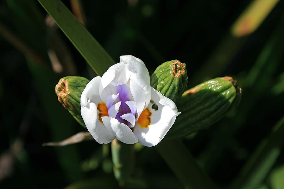 wild iris flower, bloom, bud, opening, white, markings, yellow HD wallpaper