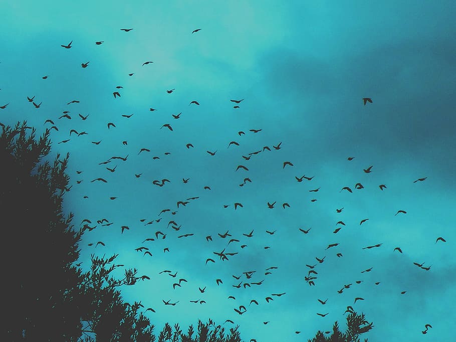 low angle photography of silhouette flock of birds flying under the sky HD wallpaper