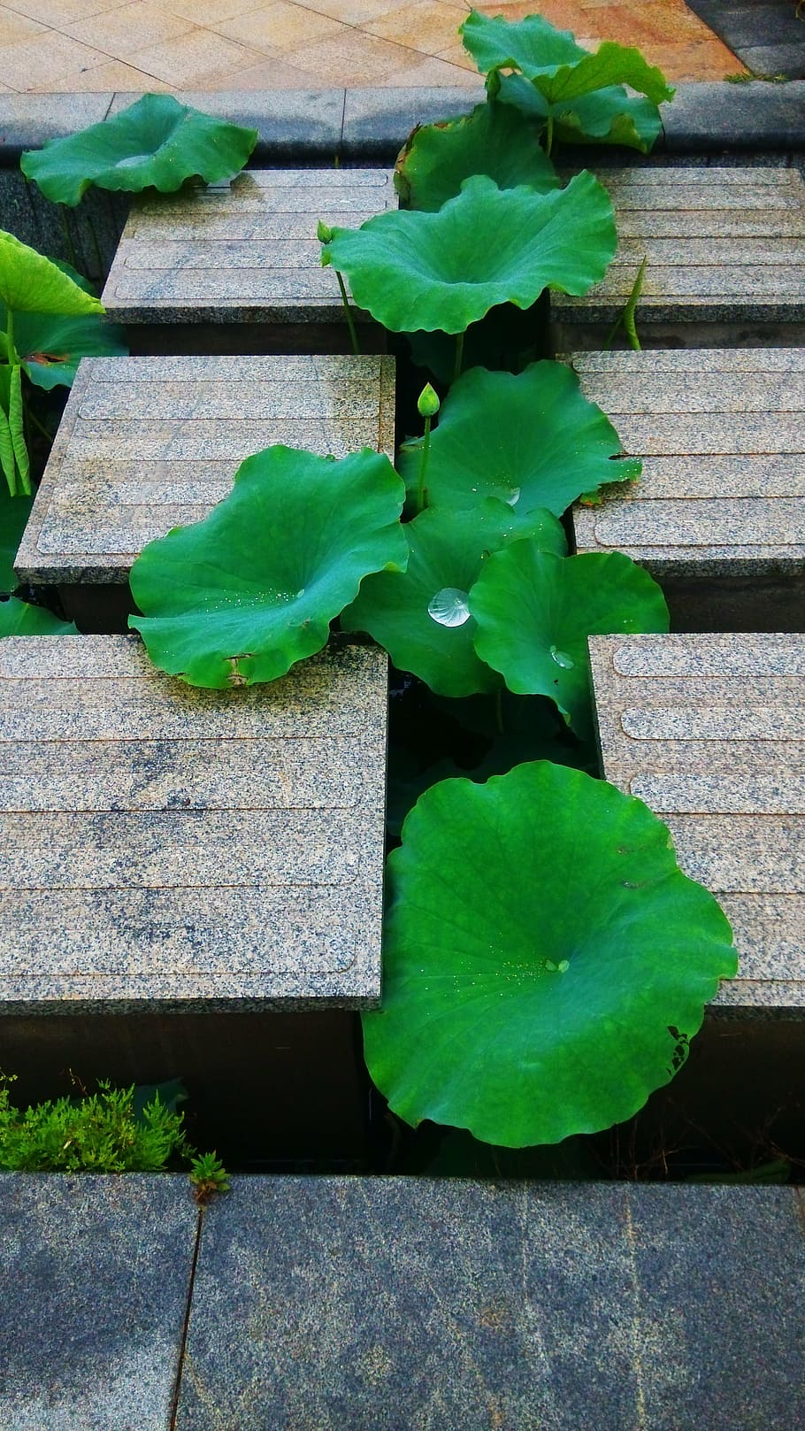 lotus leaf, lane, summer, plant part, green color, growth, nature HD wallpaper