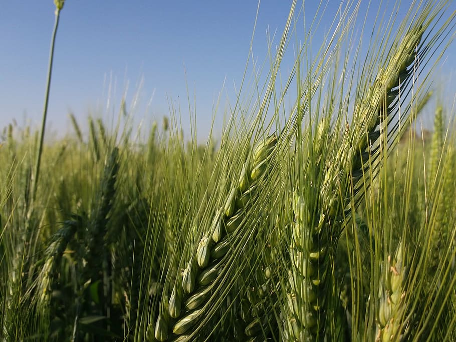 sky, wheat, fields, agriculture, growth, crop, cereal plant HD wallpaper