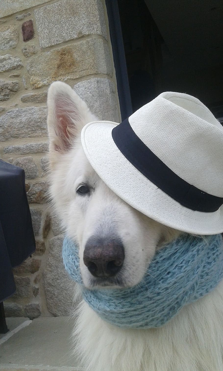 swiss white shepherd, dog in disguise, animals, i wanted to live with animals, HD wallpaper