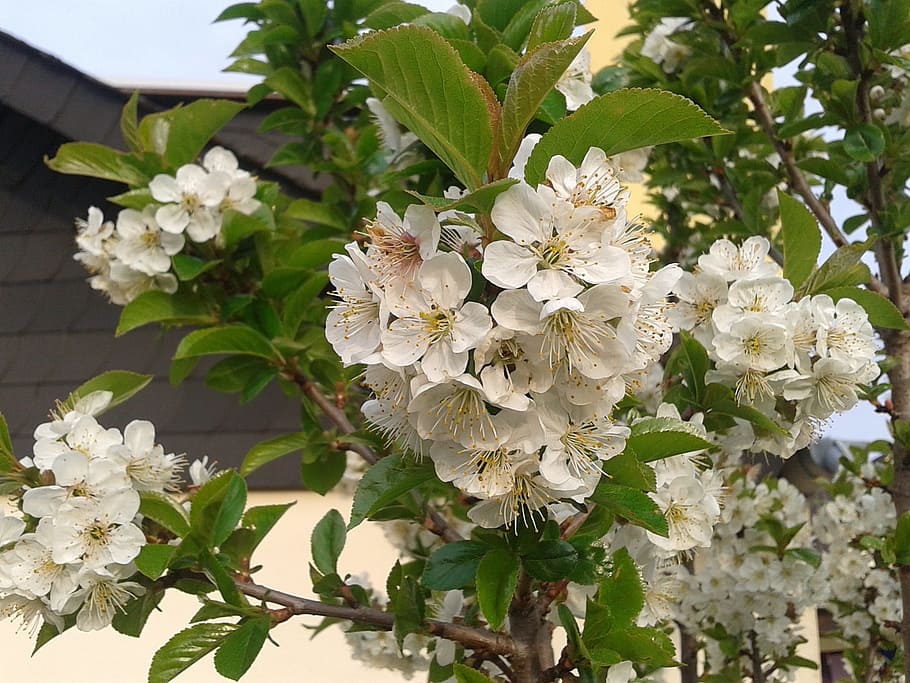 flower, plant, branch, tree, nature, flowering plant, freshness HD wallpaper