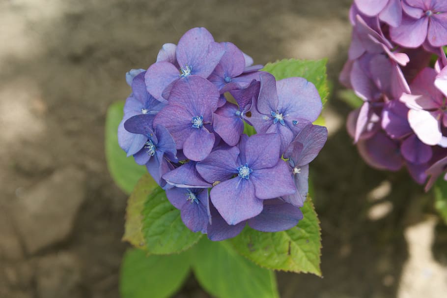 hortensia, flower, garden, flowering plant, freshness, purple, HD wallpaper